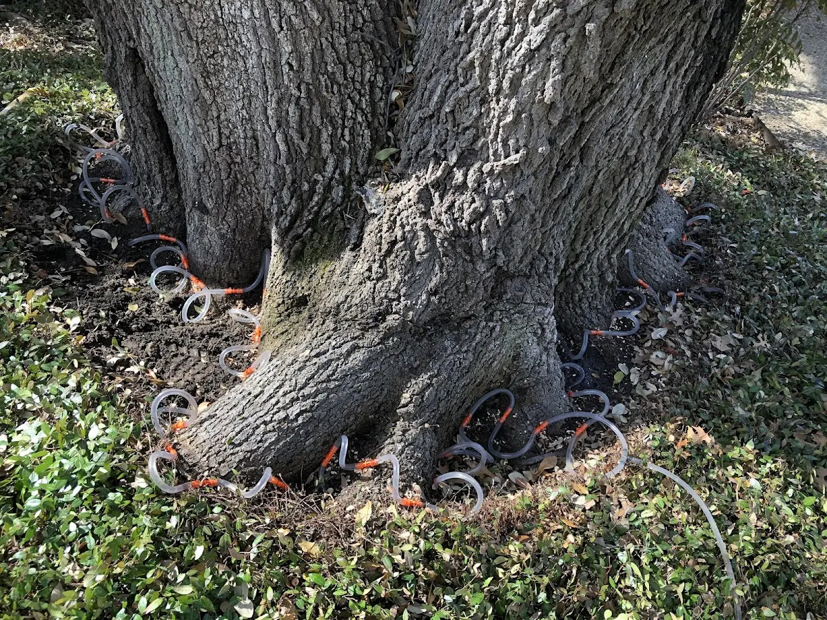 Detailed Tree Cabling and Bracing job site in Cataldo